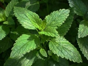 Experience the Benefits of Lemon Balm: A Natural Remedy