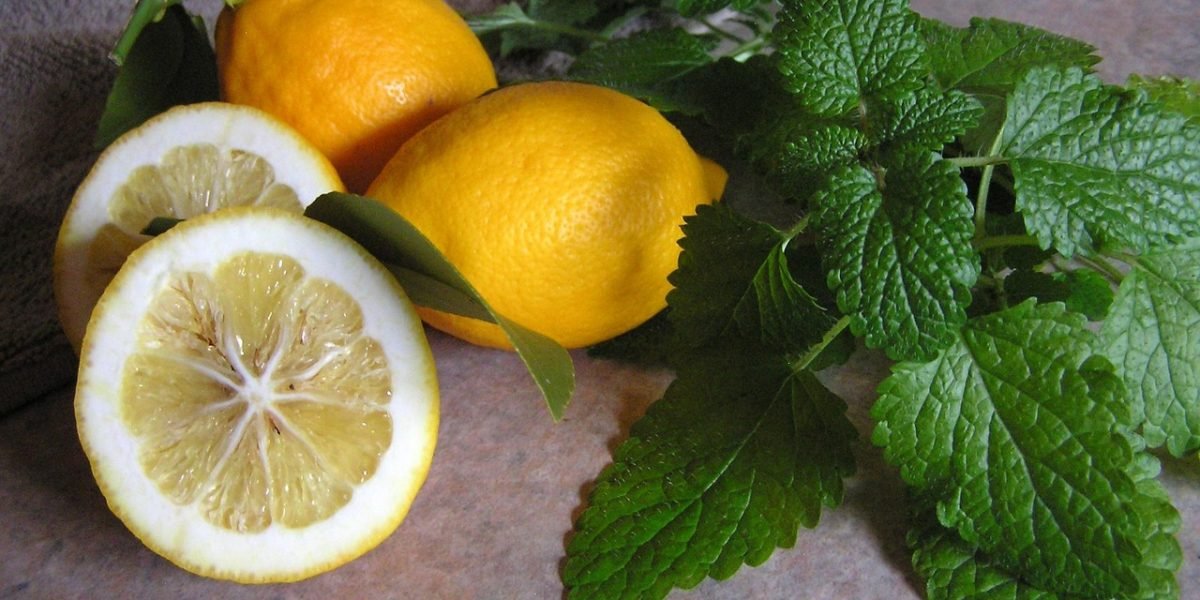 Experience the Benefits of Lemon Balm: A Natural Remedy